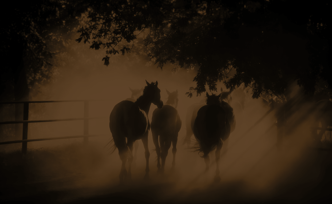 Our Herd: The Heart of Rustic Way Ranch