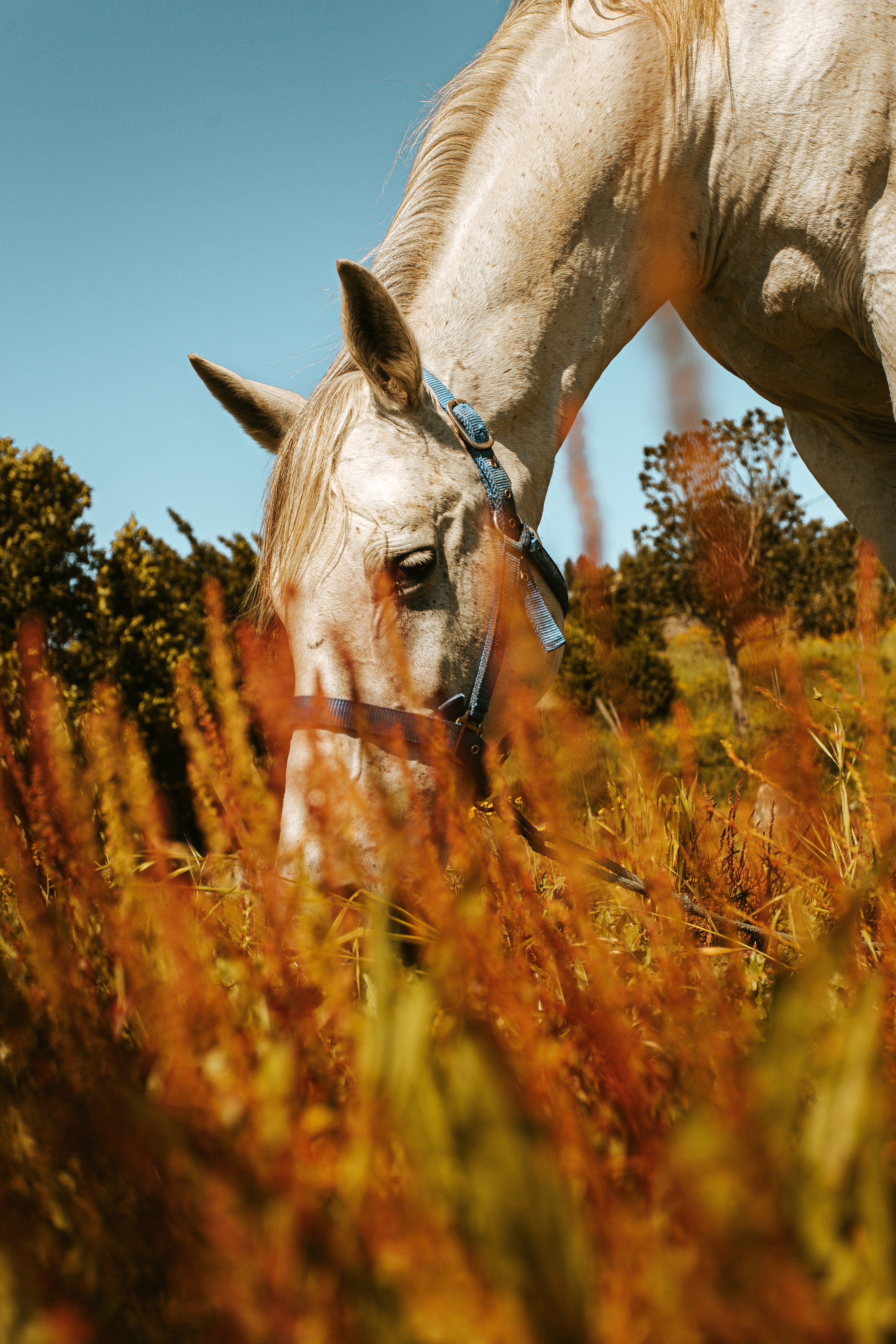 About Us - Mental Health Organization in Dallas | Rustic Way Ranch